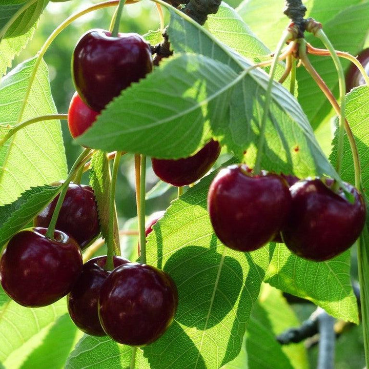 Prunus avium 'Bing' ~ Bing Cherry Tree-ServeScape