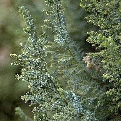 Chamaecyparis lawsoniana 'Ellwoodii' ~ Ellwood Cypress-ServeScape