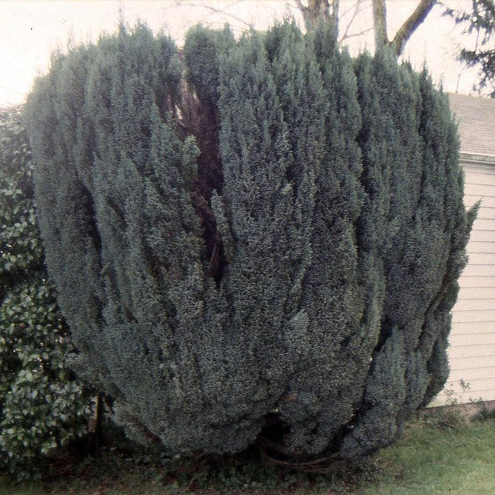 Chamaecyparis lawsoniana 'Ellwoodii' ~ Ellwood Cypress-ServeScape