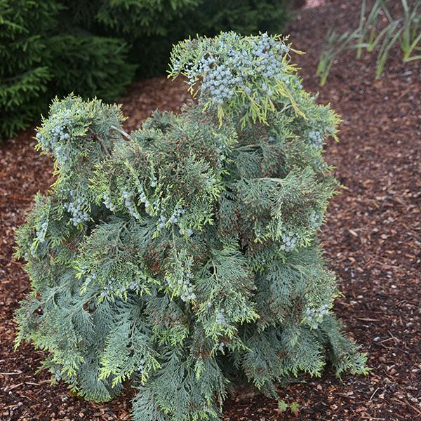 Chamaecyparis lawsoniana ‘Snow Queen’ ~ Snow Queen Lawson Cypress-ServeScape