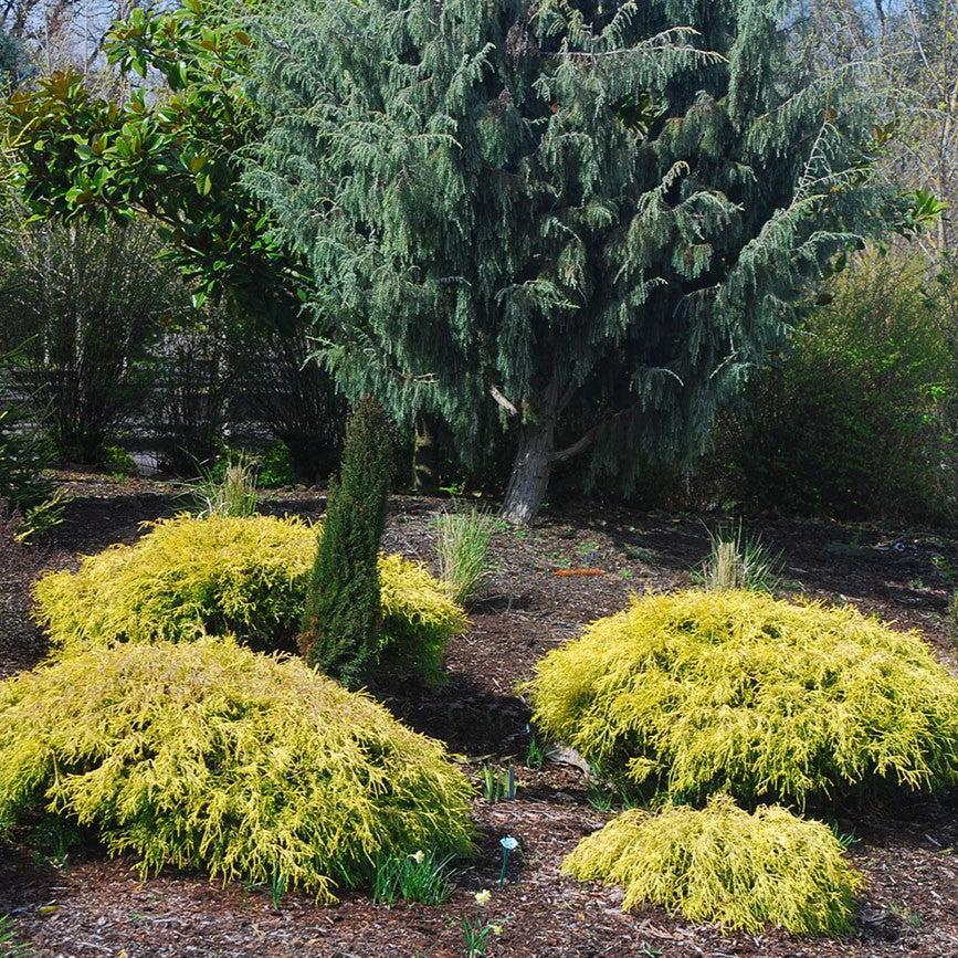 Chamaecyparis pisifera 'Lemon Thread' ~ Lemon Thread Cypress-ServeScape