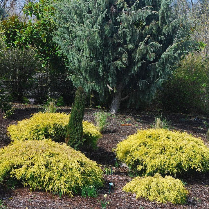 Chamaecyparis pisifera 'Lemon Thread' ~ Lemon Thread Cypress-ServeScape