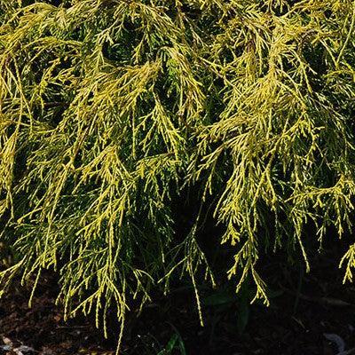 Chamaecyparis pisifera 'Lemon Thread' ~ Lemon Thread Cypress-ServeScape