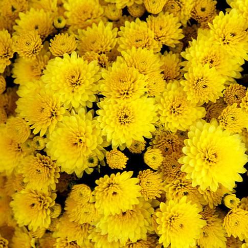 Chrysanthemum x morifolium 'Allegra Yellow' ~ Belgian Mums® Allegra Yellow Mum-ServeScape