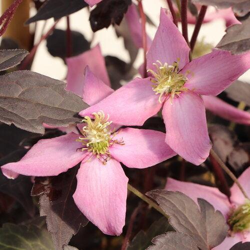 Clematis montana 'Hyfatis07' ~ Moongate Mocha™ Clematis-ServeScape