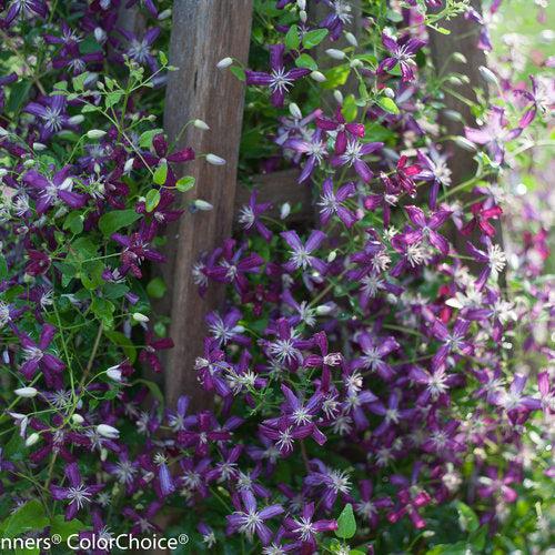 Clematis 'Sweet Summer Love' ~ Sweet Summer Love Clematis-ServeScape