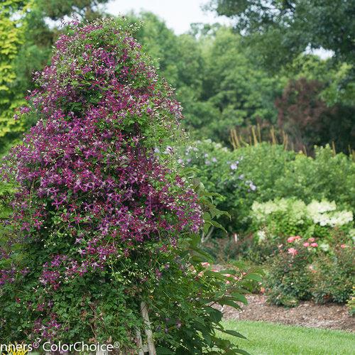 Clematis 'Sweet Summer Love' ~ Sweet Summer Love Clematis-ServeScape