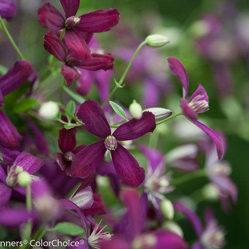 Clematis 'Sweet Summer Love' ~ Sweet Summer Love Clematis-ServeScape