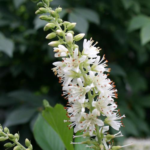 Clethra alnifolia 'Crystalina' ~ Sugartina® Summersweet-ServeScape