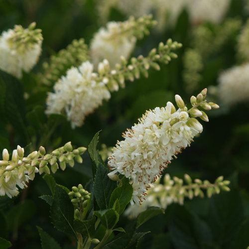 Clethra alnifolia 'Crystalina' ~ Sugartina® Summersweet-ServeScape