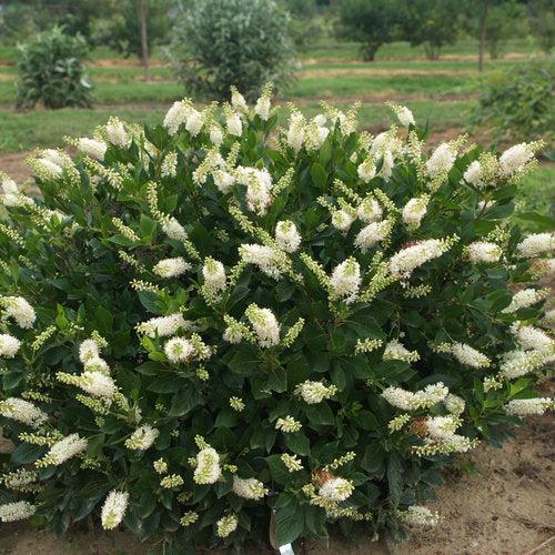 Clethra alnifolia 'Crystalina' ~ Sugartina® Summersweet-ServeScape