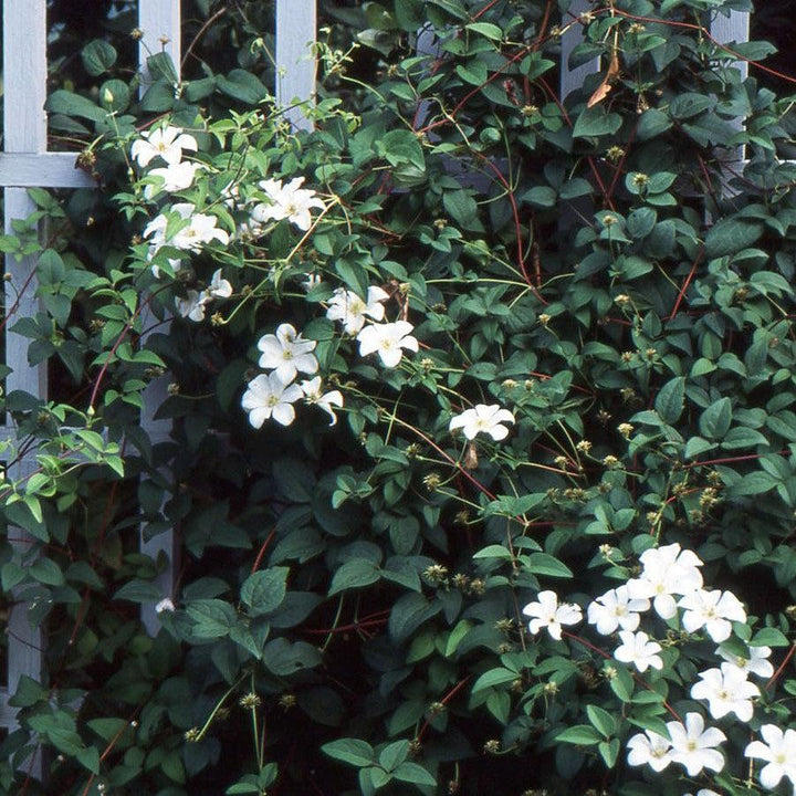 Clematis viticella 'Huldine' ~ Huldine Clematis-ServeScape