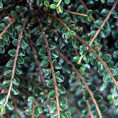 Cotoneaster adpressus 'Little Gem' ~ Tom Thumb Cottoneaster-ServeScape