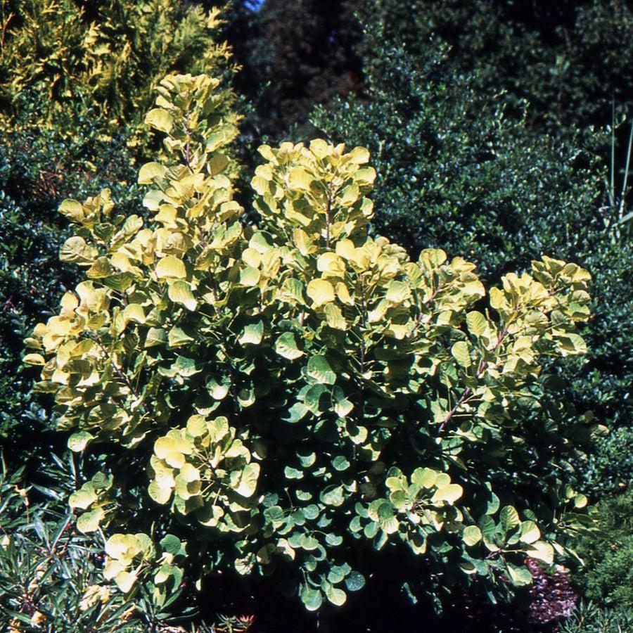 Cotinus coggygria 'Ancot' ~ Golden Spirit® Smokebush-ServeScape