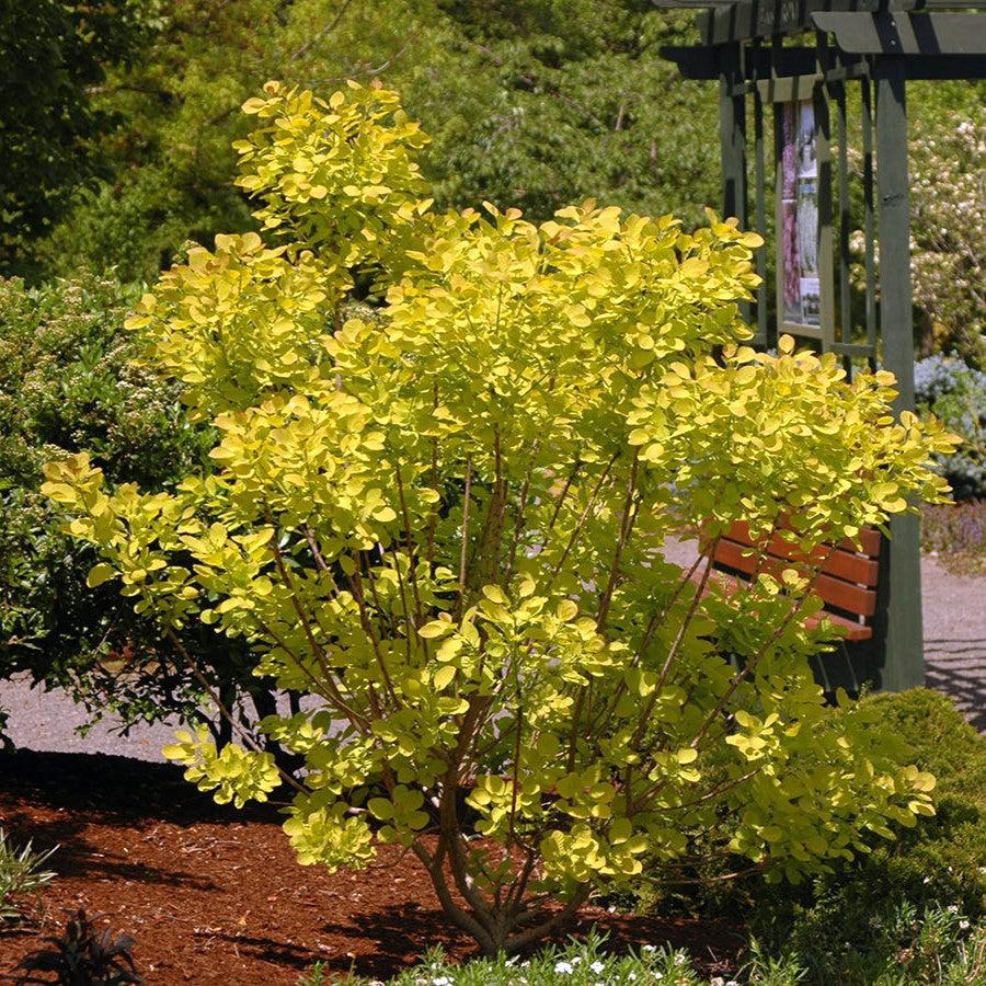 Cotinus coggygria 'Ancot' ~ Golden Spirit® Smokebush-ServeScape