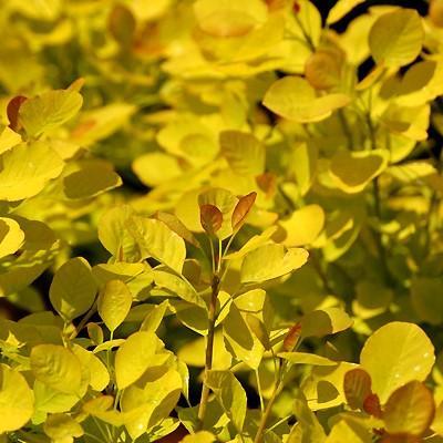 Cotinus coggygria 'Ancot' ~ Golden Spirit® Smokebush-ServeScape