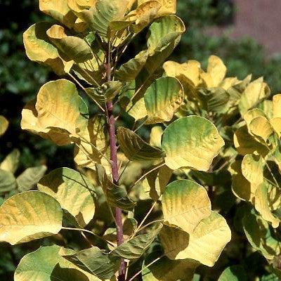 Cotinus coggygria 'Ancot' ~ Golden Spirit® Smokebush-ServeScape