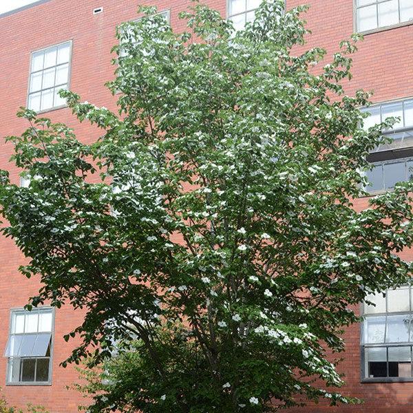 Cornus x elwinortonii 'KN4-43' ~ Starlight® Dogwood-ServeScape