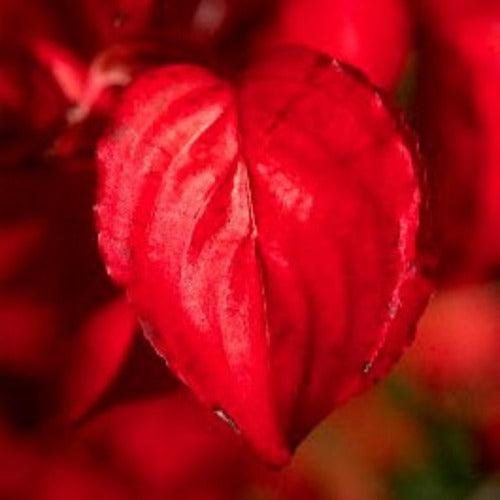 Cornus kousa ‘Radiant Rose’ ~ Radiant Rose™ Dogwood-ServeScape