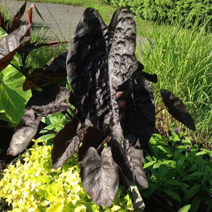 Colocasia hybrid 'Black Ripple' ~ Black Ripple Elephant Ear-ServeScape