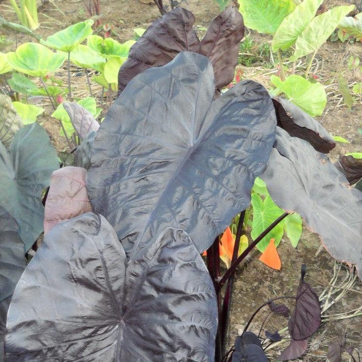 Colocasia 'Black Sapphire' PP27966 ~ Gecko™ Black Sapphire Elephant Ear-ServeScape