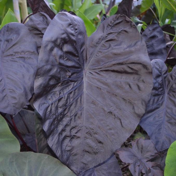 Colocasia 'Black Sapphire' PP27966 ~ Gecko™ Black Sapphire Elephant Ear-ServeScape