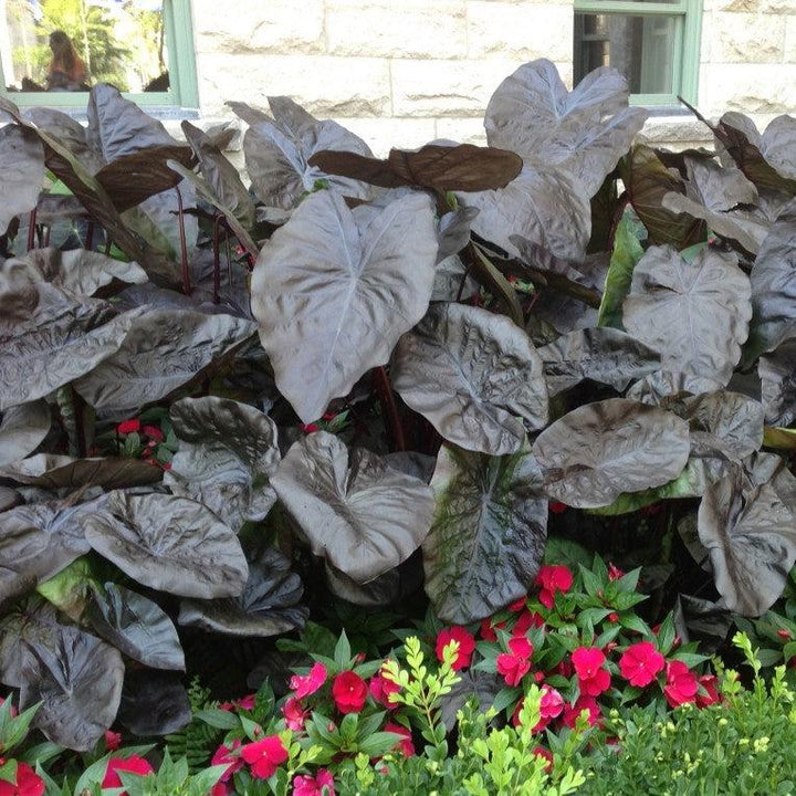 Colocasia 'Black Sapphire' PP27966 ~ Gecko™ Black Sapphire Elephant Ear-ServeScape