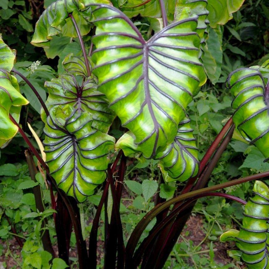 Colocasia x 'Cophama' PP33,772 ~ Monrovia® Pharaohs Mask™ Elephant Ear-ServeScape