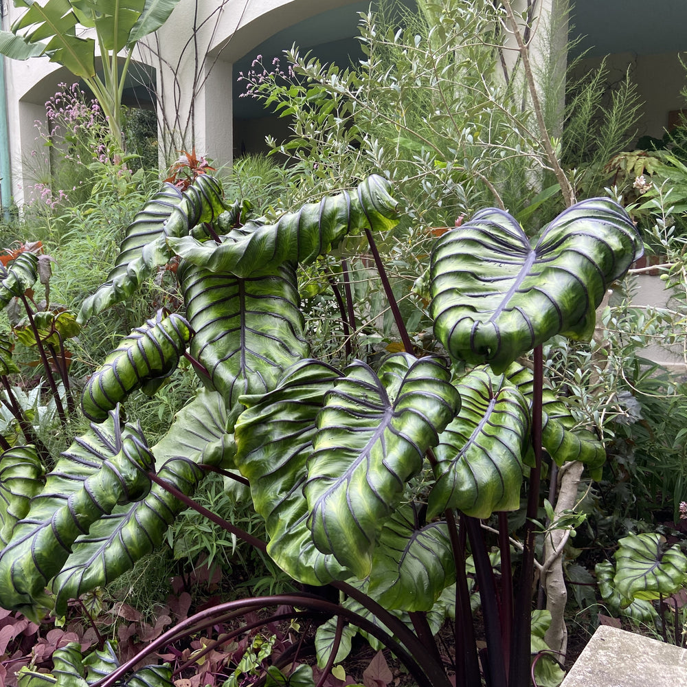 Colocasia x 'Cophama' PP33,772 ~ Monrovia® Pharaohs Mask™ Elephant Ear-ServeScape