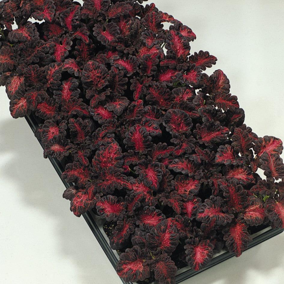 Solenostemon scutellarioides 'Black Dragon’ ~ Black Dragon Coleus-ServeScape