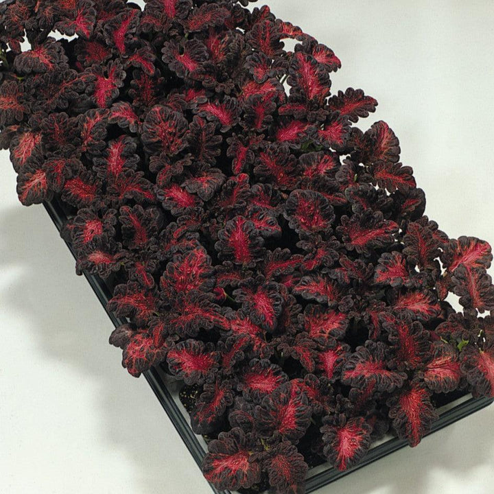 Solenostemon scutellarioides 'Black Dragon’ ~ Black Dragon Coleus-ServeScape