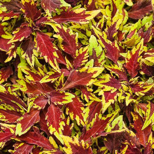 Solenostemon scutellarioides 'Apple Brandy' ~ PW® ColorBlaze® Royal Apple Brandy® Coleus-ServeScape
