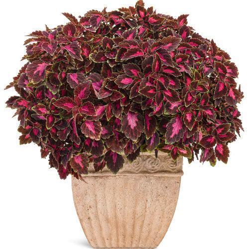 Solenostemon scutellarioides 'Velveteen' ~ PW® ColorBlaze® Velveteen® Coleus-ServeScape