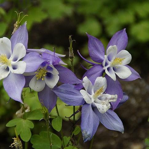 Aquilegia caerulea 'Deep Blue & White' ~ Kirigami™ Deep Blue & White Columbine-ServeScape