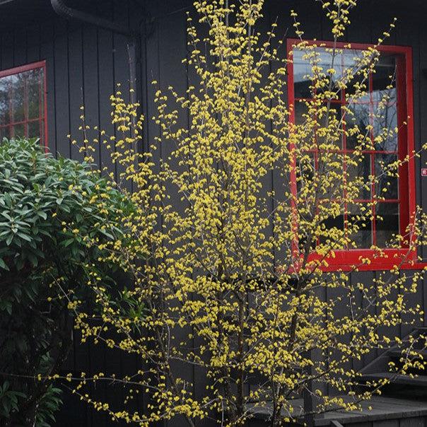 Cornus mas ~ Cornelian Cherry Dogwood-ServeScape