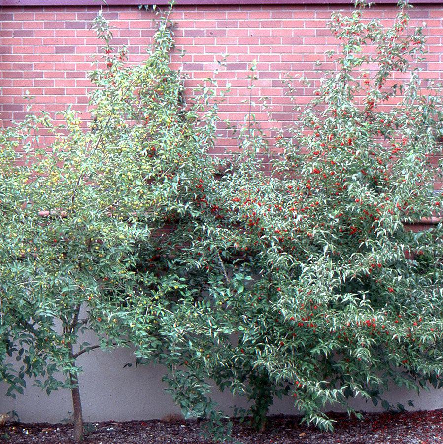 Cornus mas ~ Cornelian Cherry Dogwood-ServeScape