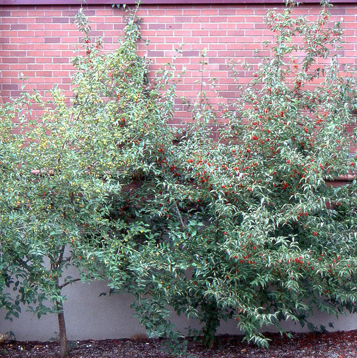 Cornus mas ~ Cornelian Cherry Dogwood-ServeScape