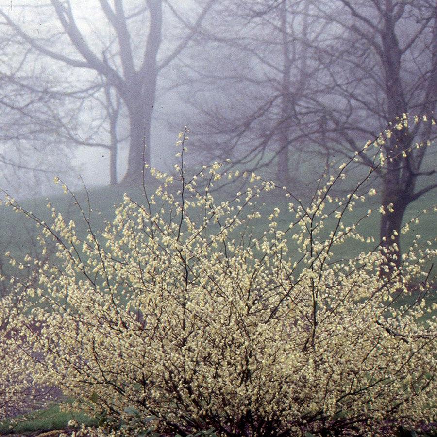 Corylopsis pauciflora ~ Winter Hazel-ServeScape