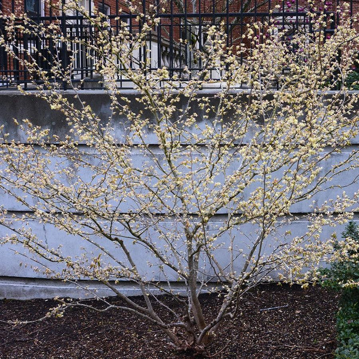 Corylopsis pauciflora ~ Winter Hazel-ServeScape