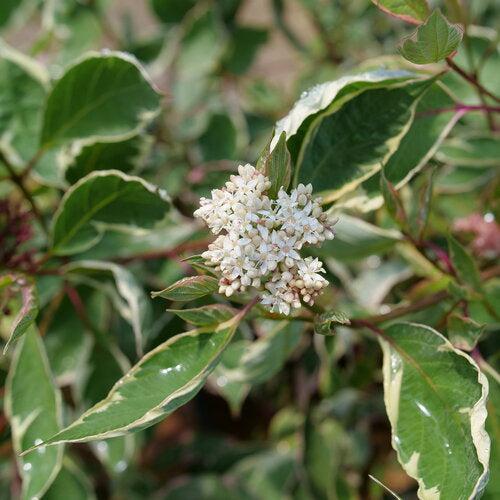 Cornus alba 'Verpaalen2' PP34,377 ~ Sgt. Pepper™ Dogwood-ServeScape