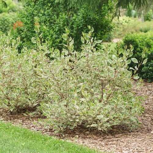 Cornus alba 'Verpaalen2' PP34,377 ~ Sgt. Pepper™ Dogwood-ServeScape