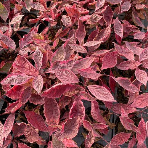 Cornus alba 'Verpaalen2' PP34,377 ~ Sgt. Pepper™ Dogwood-ServeScape