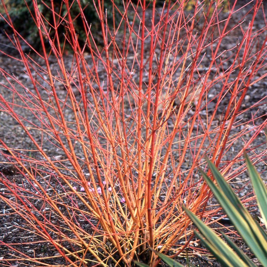 Cornus sanguinea 'Midwinter Fire' ~ Midwinter Fire Dogwood-ServeScape