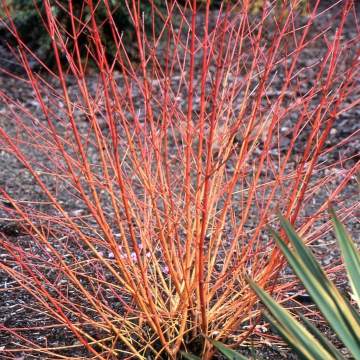 Cornus sanguinea 'Midwinter Fire' ~ Midwinter Fire Dogwood-ServeScape