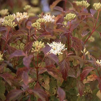 Cornus sanguinea 'Midwinter Fire' ~ Midwinter Fire Dogwood-ServeScape