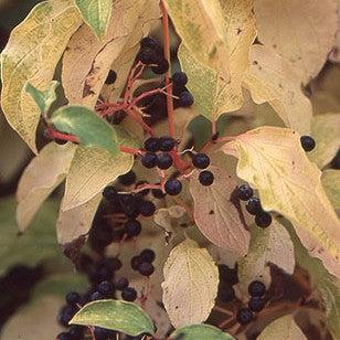 Cornus sanguinea 'Midwinter Fire' ~ Midwinter Fire Dogwood-ServeScape