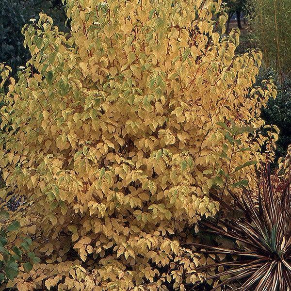 Cornus sanguinea 'Midwinter Fire' ~ Midwinter Fire Dogwood-ServeScape
