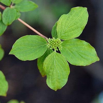 Cornus sanguinea 'Midwinter Fire' ~ Midwinter Fire Dogwood-ServeScape