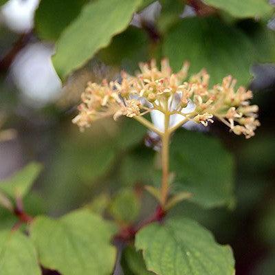 Cornus sanguinea 'Midwinter Fire' ~ Midwinter Fire Dogwood-ServeScape