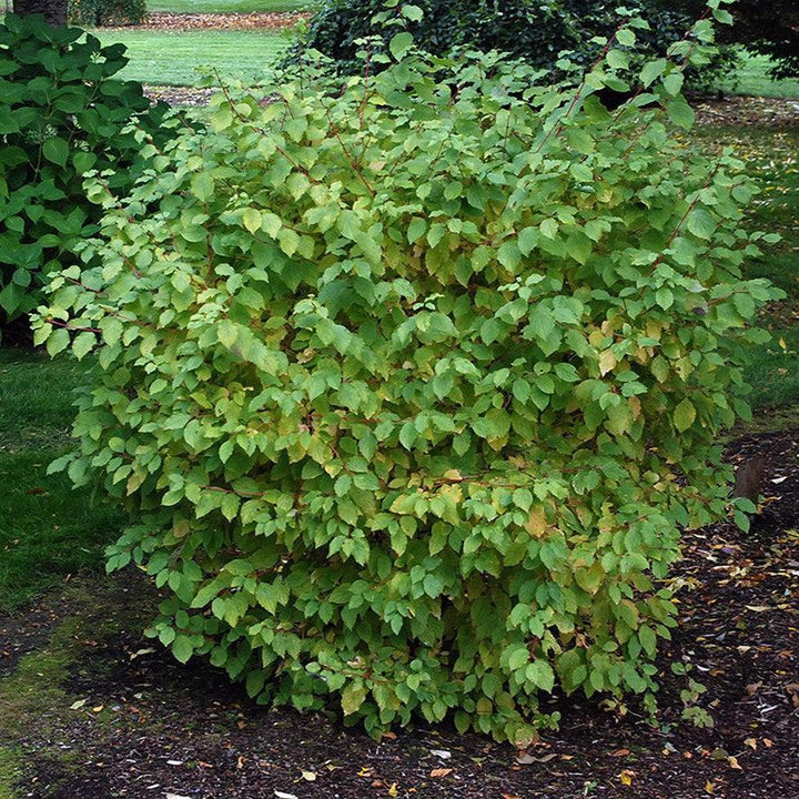 Cornus sanguinea 'Midwinter Fire' ~ Midwinter Fire Dogwood-ServeScape